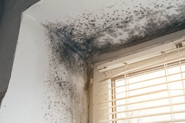 Affordable Mold Cleanup solutions in Hendersonville, TN